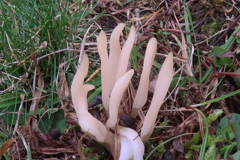 Clavaria acuta 1 - IMG_4018